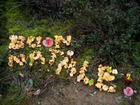 Quiz natalizio (facile)